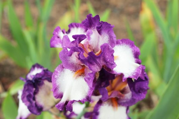 ジャーマンアイリス