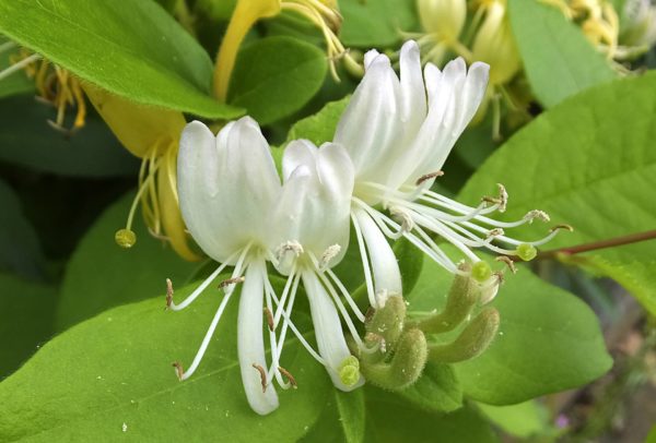 スイカズラ(忍冬)