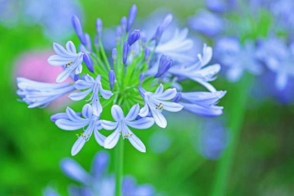 アガパンサスの種類