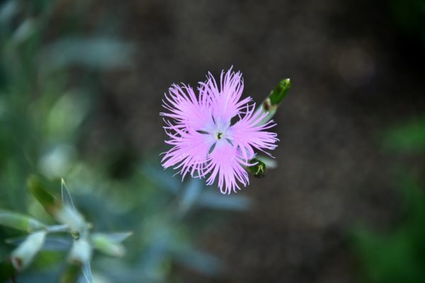 カワラナデシコ(河原撫子)