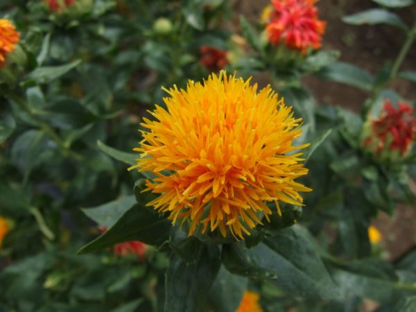 紅花(ベニバナ)