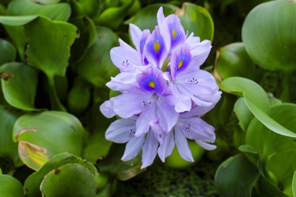 ホテイアオイ(布袋葵)