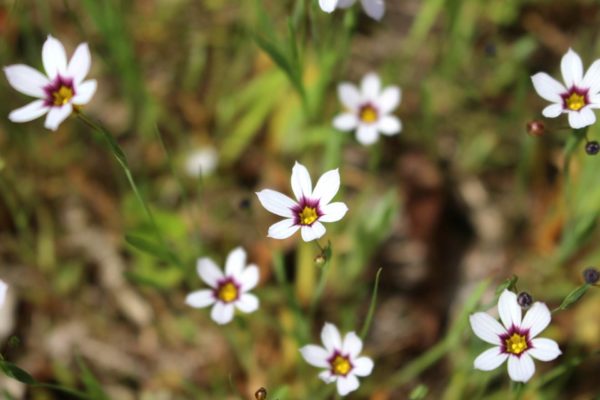 ニワゼキショウ