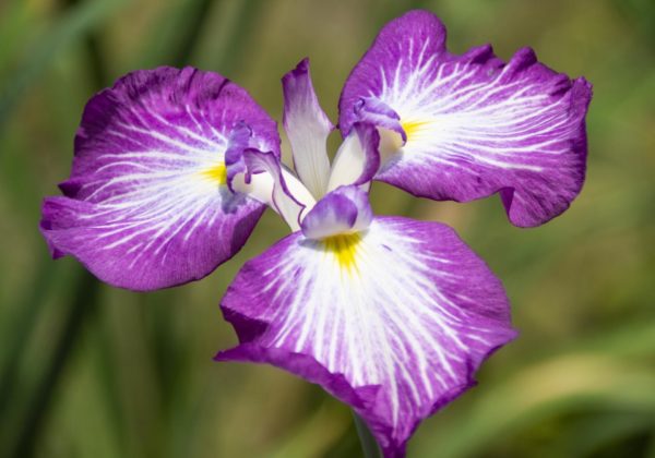 花菖蒲(ハナショウブ)の種類