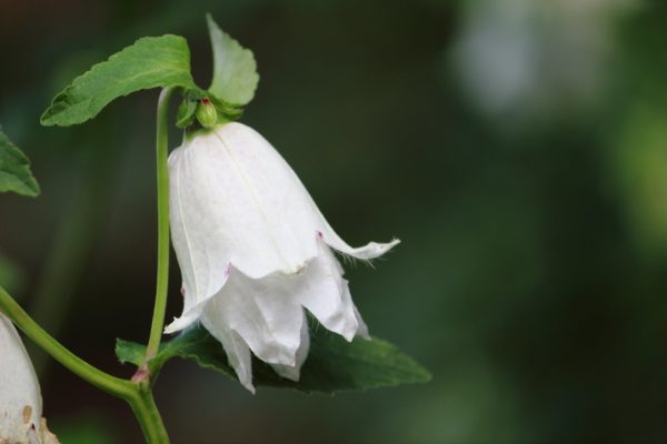 ホタルブクロ(蛍袋)