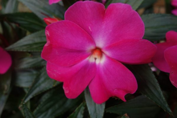 インパチェンス