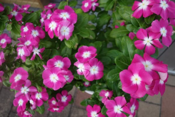 ニチニチソウ(日々草)の種類