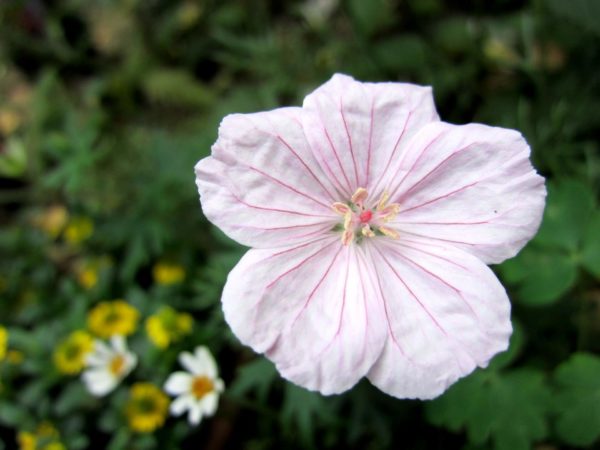 フウロソウ(風露草)