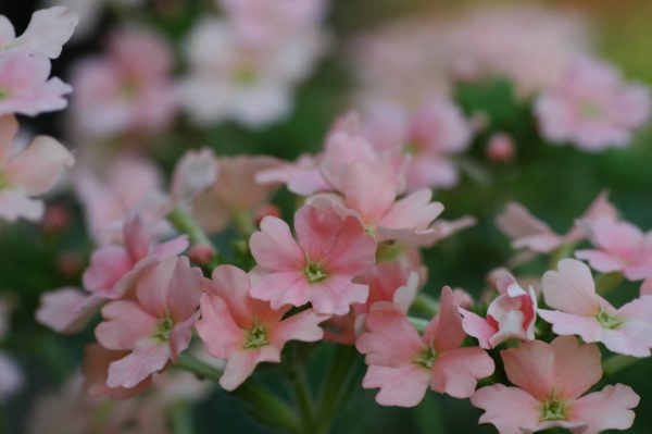 花手毬