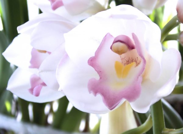 シンビジウム プリンセスマサコ