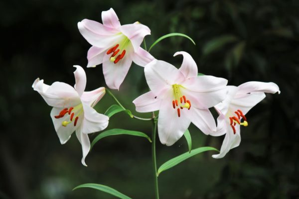 ササユリ(笹百合)