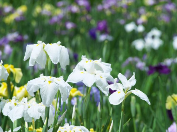 白色の花菖蒲