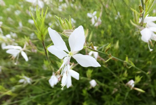 ガウラ(ハクチョウソウ)