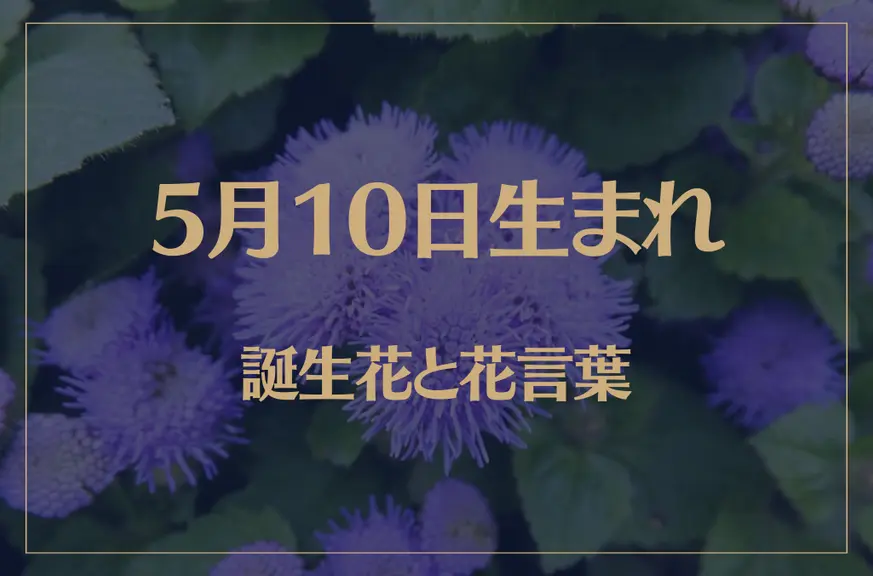 5月10日の誕生花と花言葉がコレ！性格や恋愛・仕事などの誕生日占いもご紹介！