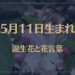 5月11日の誕生花と花言葉がコレ！性格や恋愛・仕事などの誕生日占いもご紹介！