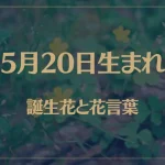 5月20日の誕生花と花言葉がコレ！性格や恋愛・仕事などの誕生日占いもご紹介！