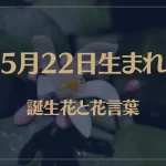 5月22日の誕生花と花言葉がコレ！性格や恋愛・仕事などの誕生日占いもご紹介！