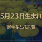 5月23日の誕生花と花言葉がコレ！性格や恋愛・仕事などの誕生日占いもご紹介！