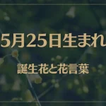 5月25日の誕生花と花言葉がコレ！性格や恋愛・仕事などの誕生日占いもご紹介！
