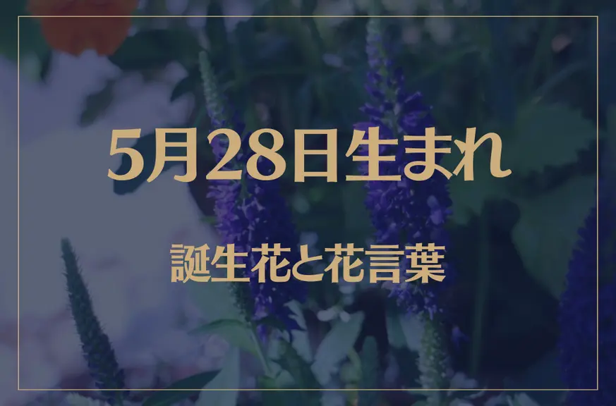 5月28日の誕生花と花言葉がコレ！性格や恋愛・仕事などの誕生日占いもご紹介！