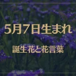 5月7日の誕生花と花言葉がコレ！性格や恋愛・仕事などの誕生日占いもご紹介！