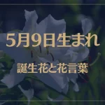 5月9日の誕生花と花言葉がコレ！性格や恋愛・仕事などの誕生日占いもご紹介！