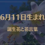 6月11日の誕生花と花言葉がコレ！性格や恋愛・仕事などの誕生日占いもご紹介！