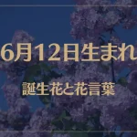 6月12日の誕生花と花言葉がコレ！性格や恋愛・仕事などの誕生日占いもご紹介！