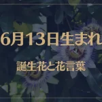 6月13日の誕生花と花言葉がコレ！性格や恋愛・仕事などの誕生日占いもご紹介！