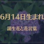 6月14日の誕生花と花言葉がコレ！性格や恋愛・仕事などの誕生日占いもご紹介！