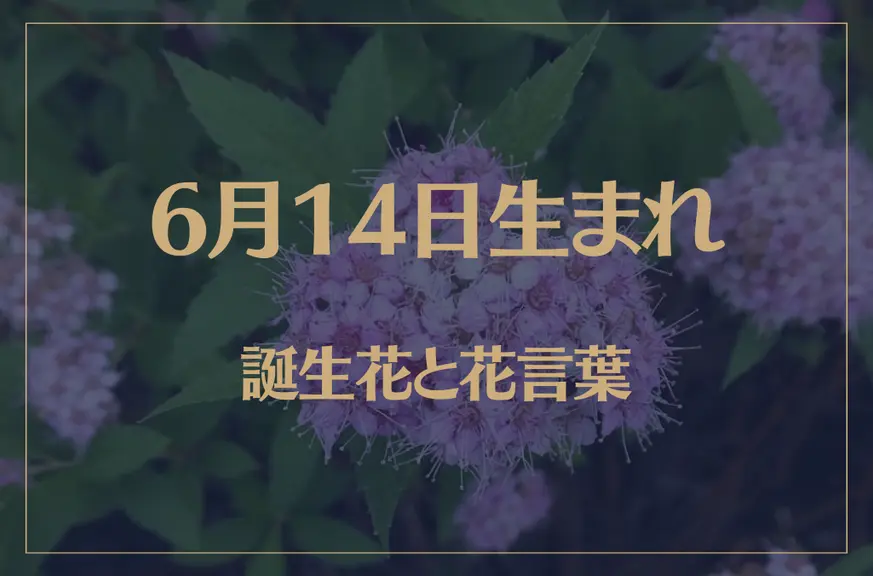 6月14日の誕生花と花言葉がコレ！性格や恋愛・仕事などの誕生日占いもご紹介！