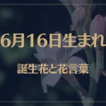 6月16日の誕生花と花言葉がコレ！性格や恋愛・仕事などの誕生日占いもご紹介！