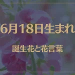 6月18日の誕生花と花言葉がコレ！性格や恋愛・仕事などの誕生日占いもご紹介！