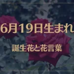 6月19日の誕生花と花言葉がコレ！性格や恋愛・仕事などの誕生日占いもご紹介！