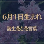 6月1日の誕生花と花言葉がコレ！性格や恋愛・仕事などの誕生日占いもご紹介！
