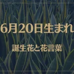 6月20日の誕生花と花言葉がコレ！性格や恋愛・仕事などの誕生日占いもご紹介！