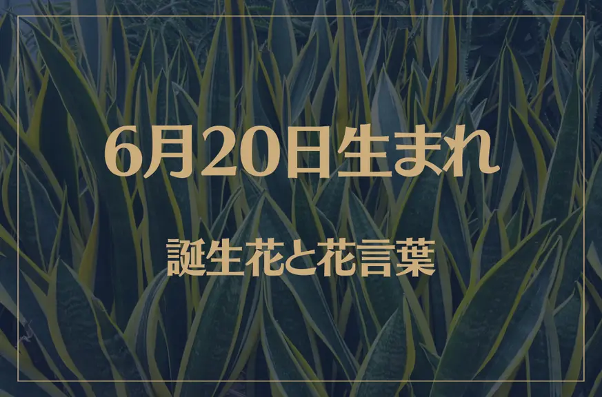 6月20日の誕生花と花言葉がコレ！性格や恋愛・仕事などの誕生日占いもご紹介！