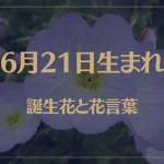 6月21日の誕生花と花言葉がコレ！性格や恋愛・仕事などの誕生日占いもご紹介！