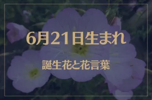 6月21日の誕生花と花言葉がコレ!性格や恋愛・仕事などの誕生日占いもご紹介!