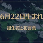 6月22日の誕生花と花言葉がコレ！性格や恋愛・仕事などの誕生日占いもご紹介！