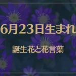6月23日の誕生花と花言葉がコレ！性格や恋愛・仕事などの誕生日占いもご紹介！