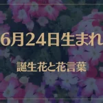 6月24日の誕生花と花言葉がコレ！性格や恋愛・仕事などの誕生日占いもご紹介！