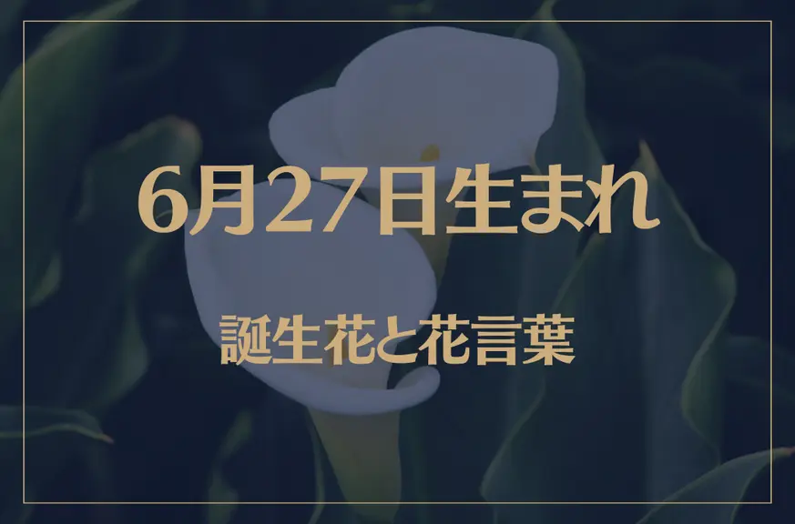 6月27日の誕生花と花言葉がコレ！性格や恋愛・仕事などの誕生日占いもご紹介！