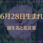 6月28日の誕生花と花言葉がコレ！性格や恋愛・仕事などの誕生日占いもご紹介！