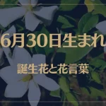 6月30日の誕生花と花言葉がコレ！性格や恋愛・仕事などの誕生日占いもご紹介！