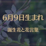 6月9日の誕生花と花言葉がコレ！性格や恋愛・仕事などの誕生日占いもご紹介！