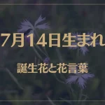 7月14日の誕生花と花言葉がコレ！性格や恋愛・仕事などの誕生日占いもご紹介！