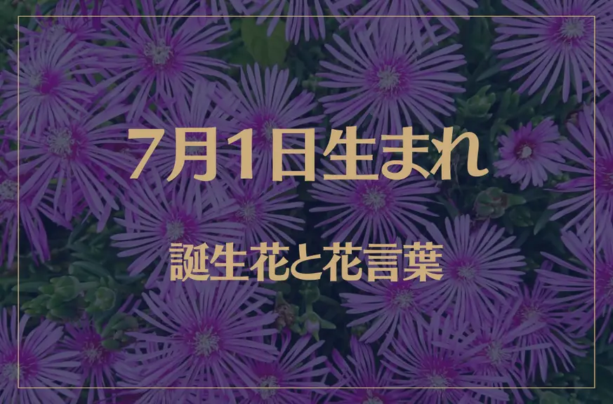 7月1日の誕生花と花言葉がコレ！性格や恋愛・仕事などの誕生日占いもご紹介！