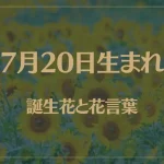 7月20日の誕生花と花言葉がコレ！性格や恋愛・仕事などの誕生日占いもご紹介！