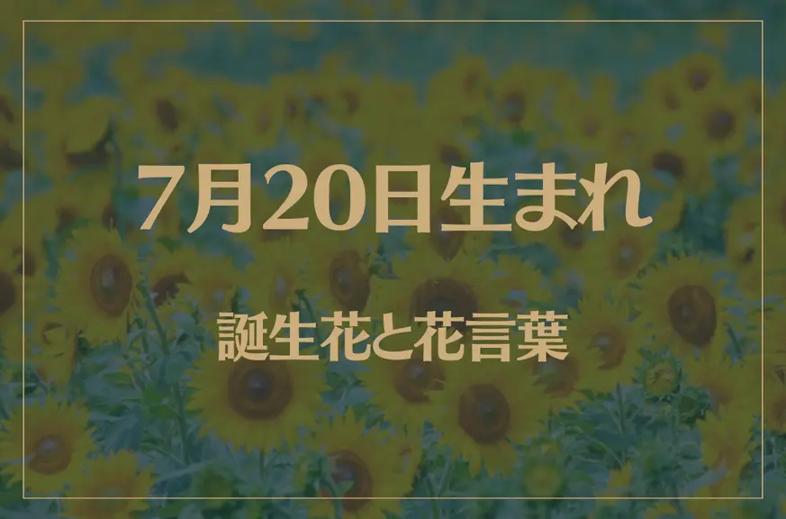 7月20日の誕生花と花言葉がコレ！性格や恋愛・仕事などの誕生日占いもご紹介！